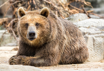 Fototapeta premium Oso pardo