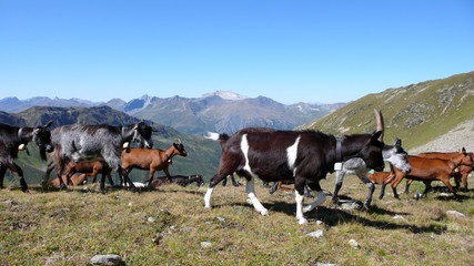 Fototapeta premium herd of goats heading into the summer hills and mountains of Switzerland