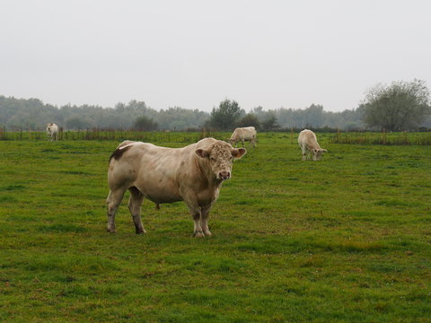 Stier auf der Weide