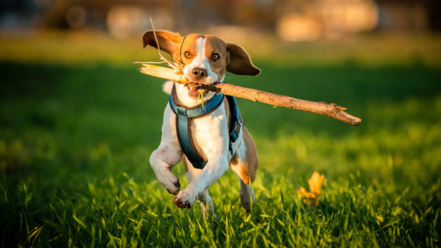 A Beagle dog running with a stick in its mouth in a grass field in sunset towards camera