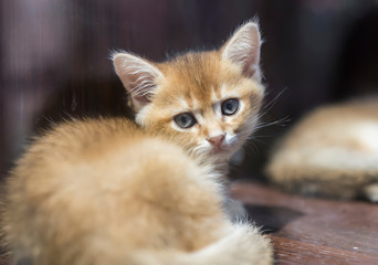 Close up of white cat