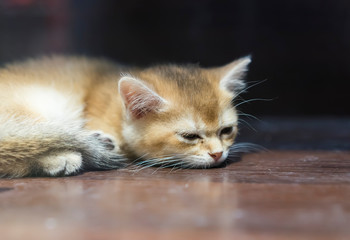 Close up of white cat