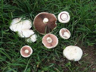 Wiesenchampignon, Agaricus campestris