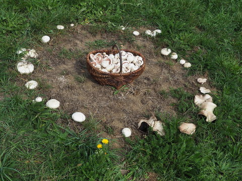 Pilzkorb in Hexenring aus Wiesenchampignons, Agaricus campestris