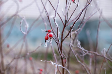 rosehip, frosted in the cold