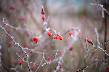 rosehip, frosted in the cold