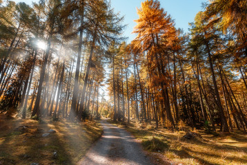 Scenic landscape in Alps with majestic yellow trees under sunlit. Fantastic misty morning, Awesome alpine highlands in sunny day. fairytale woodland with road in Autumn