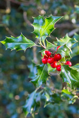 A holly bush growing in the countryside, with a shallow depth of field