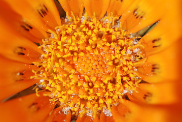MARGARITA NARANJA