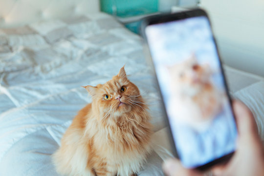 out of focus photography on a telephone of a cat