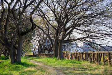 Small dirt path curves under bare tree branches in city park
