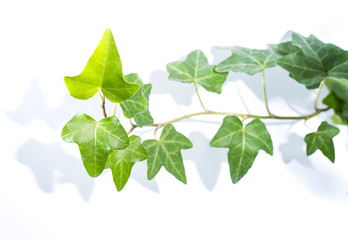 ivy leaves isolated on a white background