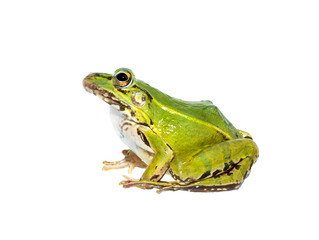 portrait of a green frog isolated on a white background