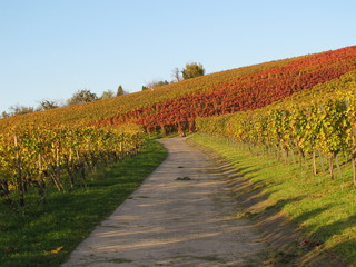 Obraz premium Weinberge im Herbst in Esslingen am Neckar (Württemberg)