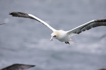 A Northern gannet (Morus bassanus) flying with plastic pollution cut in its beak at the North Sea.
