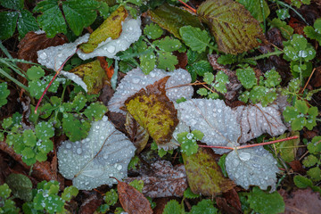 wet snow/сырой снег