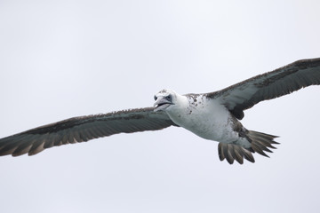 A juvenile Northern gannet (Morus bassanus) in flight hunting for fish far out in the North Sea.