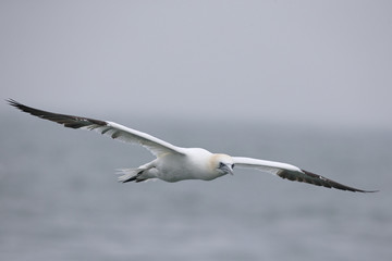 A Northern gannet (Morus bassanus) in flight hunting for fish far out in the North Sea.