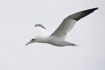 A Northern gannet (Morus bassanus) in flight hunting for fish far out in the North Sea.