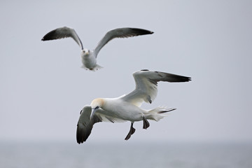 A Northern gannet (Morus bassanus) ready to dive for fish far out in the North Sea.