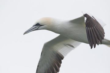 A close-up of a Northern gannet (Morus bassanus) in flight hunting for fish far out in the North Sea.