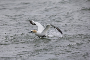 A Northern gannet (Morus bassanus) taking off out of the North Sea.
