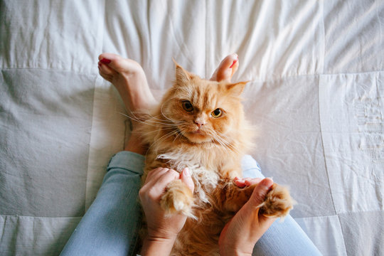 woman playing games with healthy cat