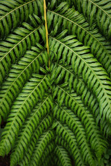 Green leaf texture. Leaf texture background