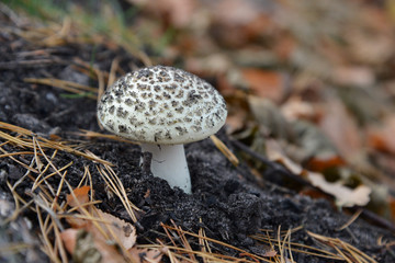 amanita in the autumn forest