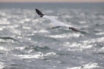 A Northern gannet (Morus bassanus) in flight hunting for fish far out in the North Sea.