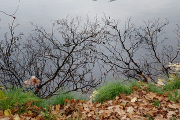 reflection of bare tree branches in the water