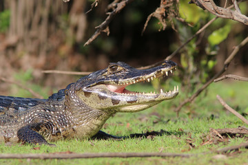 Caiman in the Pantanal