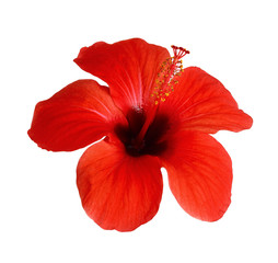Top view of hibiscus flower