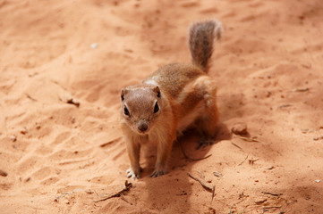砂漠のハリスレイヨウジリス Antelope Squirrel