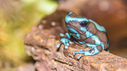 Beautiful exotic colorful frog