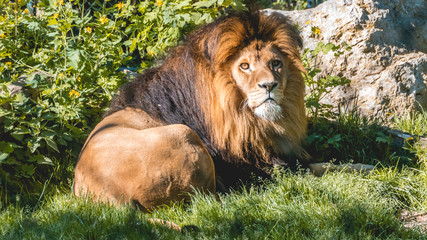 Beautiful male lion portrait