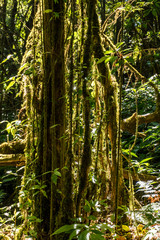 Fototapeta premium Outdoor image of a tropical lianas, covered with moss, mysterious Highlands forest. Relic wet mossy forest - Doi Inthanon national park