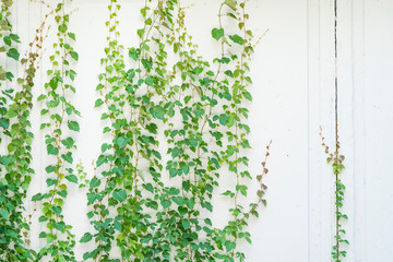 ivy leaves isolated on a white background