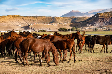 Wild horses eating weed bait in open horse farm