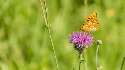Beautiful orange butterfly on flower