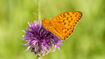 Beautiful orange butterfly macro on flower