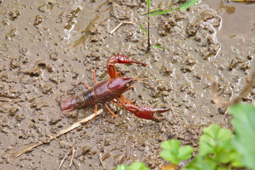 小川のザリガニ
