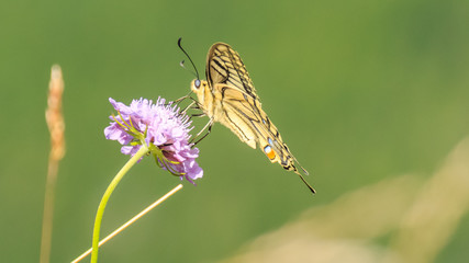 Beautiful Swallowtail butterfly macro