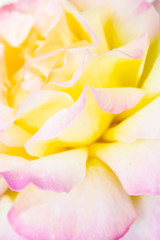 Fototapeta na wymiar Extreme closeup of white, yellow and pink rose.