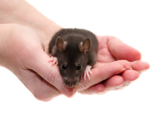 Cute black laboratory rat baby in human hands (isolated on white), selective focus on the rat paws and human fingers