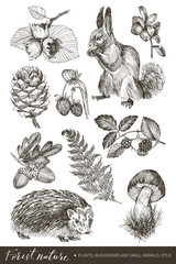 Collection of highly detailed hand drawn berries, nuts, cone, mushroom, fern, squirrel and hamster isolated on white background. Vector design