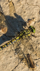 Smartphone HD wallpaper of Macro of dragonfly