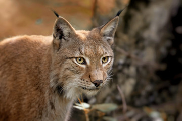 Luchs