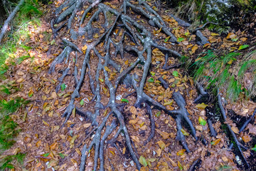 Tree roots