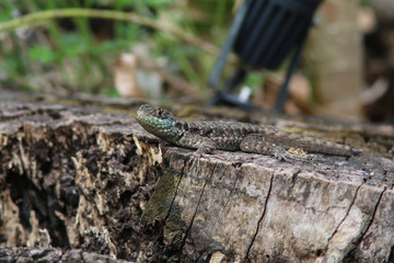 Amazon Lava lizard in the Pantanal